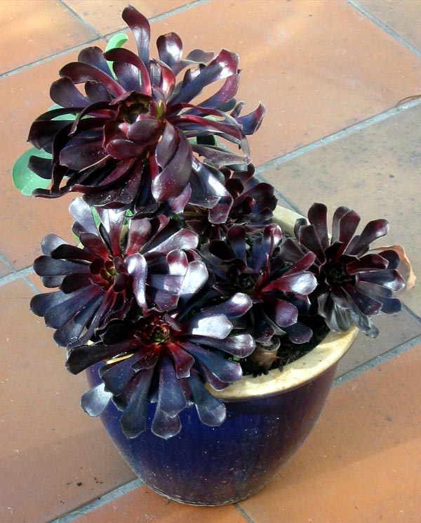  My catalogue calls this succulent Aeonium Arboreum Schwarzkopff. 