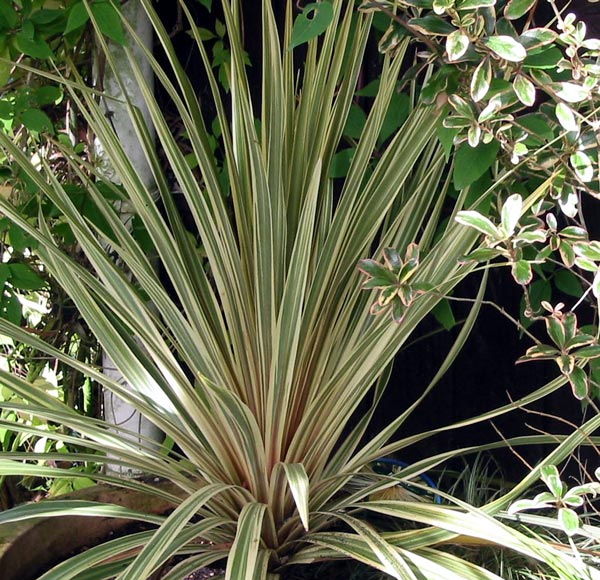  My second attempt at growing Cordyline Albertii in the big terracotta pot. 