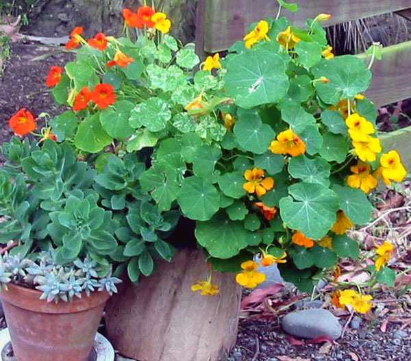  Pots in front of the trunk of a Eucalyptus tree. 