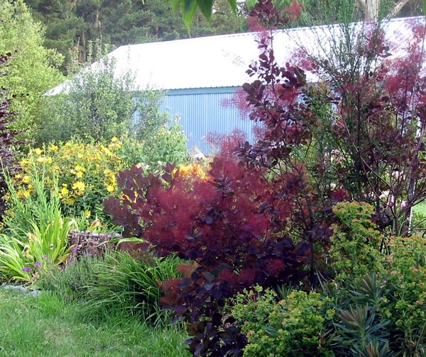  I bought the cotinus from my local nursery, at the named price! 