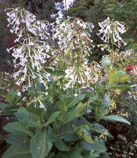  One of my most favourite self sown plants. 