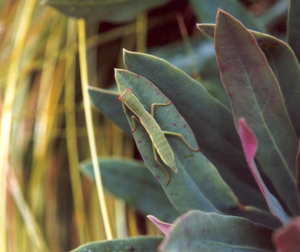  praying mantis sitting on a euphorbia leaf 