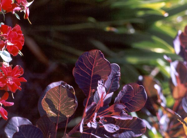  Purple smoke bush. 