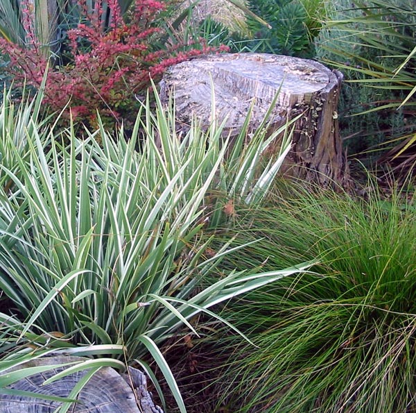  variegated iris japonica 