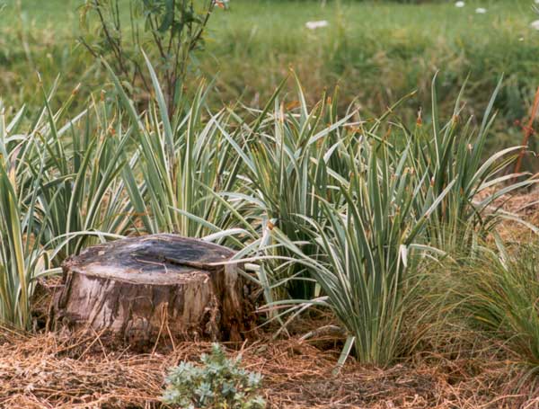  newly planted variegated iris japonica 