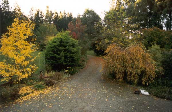  What an evocative season in the garden Autumn is. 