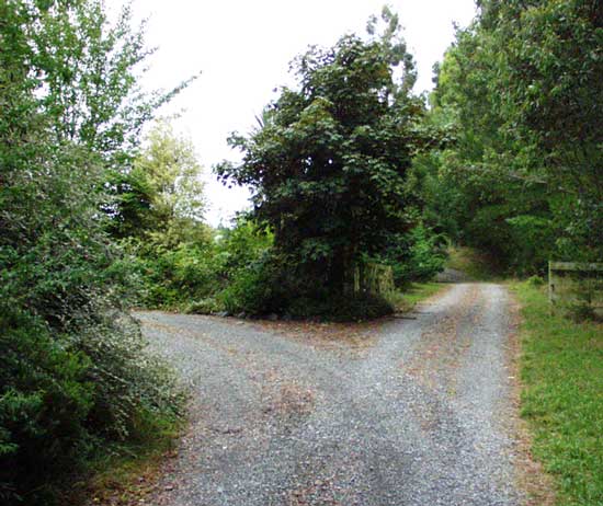  The sheep move along this drive between paddocks. 