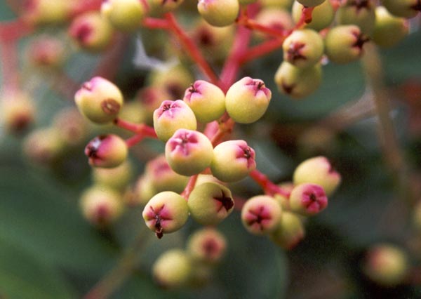  Sorbus berries drop to the ground well before winter. 