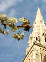 blossom-church