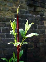 brick-plants