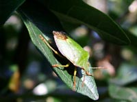 camoflaged-sunbather