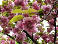 cherry-tree-blossom