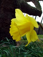 daffodil-crooked-tree-branch