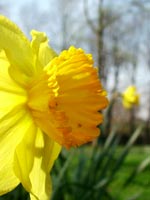 daffodils