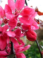 dark-pink-blossom