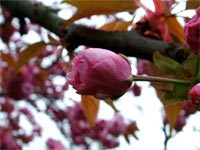 darling-bud-of-april