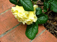 follow-the-yellow-brick-rose