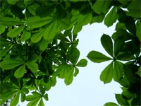 green-leaves