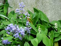 headstone-plants