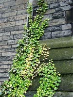 ivy-growing