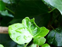 ivy-leaf