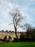 long-shadowed-tree