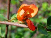 orange-flower