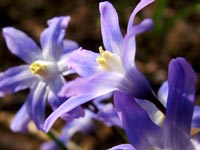 purple-flowers