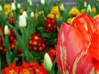 red-tulips