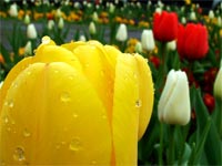 red-yellow-white-tulips