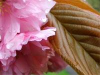 rich-spring-blossom-leaves