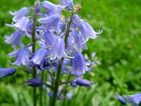 spring-bluebells