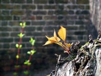 spring-plants