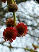 spring-trees