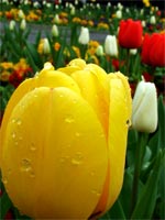 spring-tulips