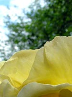 yellow-rose-petal-sky