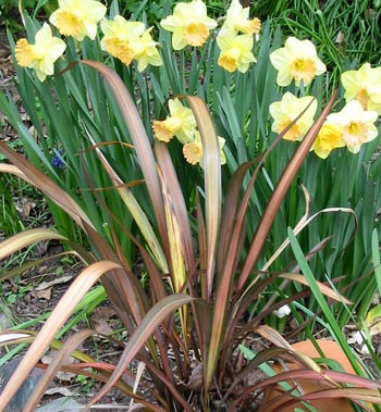  Daffodils in the morning sun. 