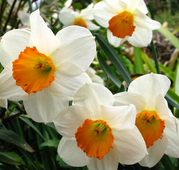  The colours in these daffodils look so clean and crisp. 