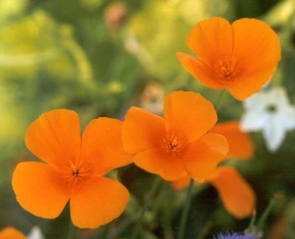  Eschscholzia must be the hardest annuals to spell correctly! 