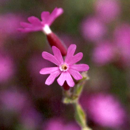 This plant is useful for filling dry spaces under the old fruit trees.