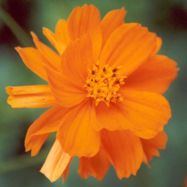  Orange cosmos needs to at the front of a border, as it is a small sized annual. 