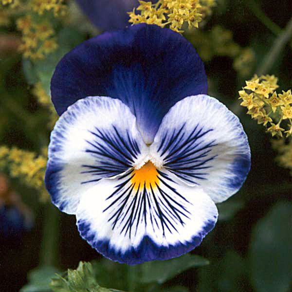 I love pansies and violas. Every year a new colour combination appears.