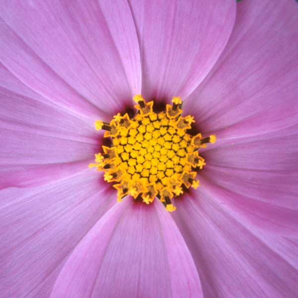 I'm glad that I bought those early seed packets of cosmos.