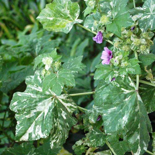  Hmm... None of my visitors seem to like my variegated mallows either! 