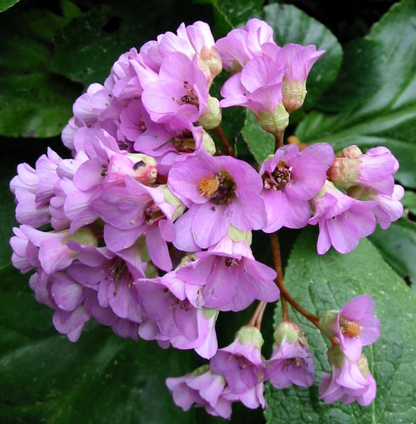  Pretty pink - why do some gardeners hate the flowers? 