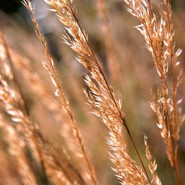 This grass doesn't throw seedlings around.