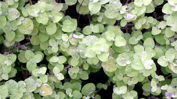  Treated as perennial these plants are half hardy. 