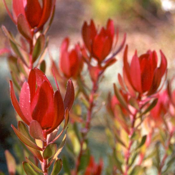 The bracts are a really deep wine red in winter and early spring.