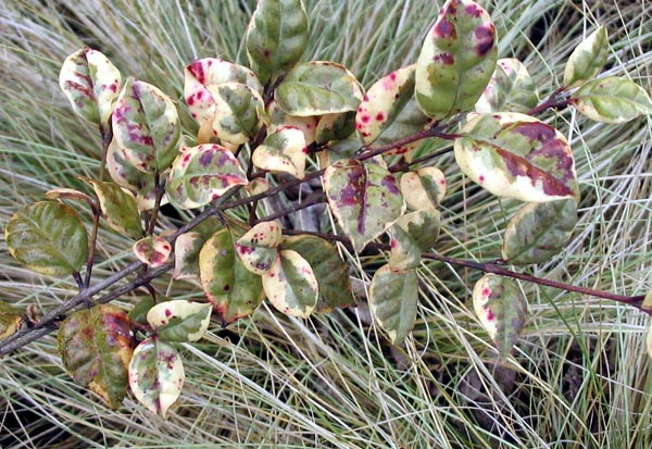  What beautiful cream, pink and green colourings in the Myrtle leaves. 