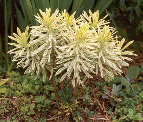 The catalogue suggests that Euphorbia Burrows Silver is 'probably at its best in part shade'... 